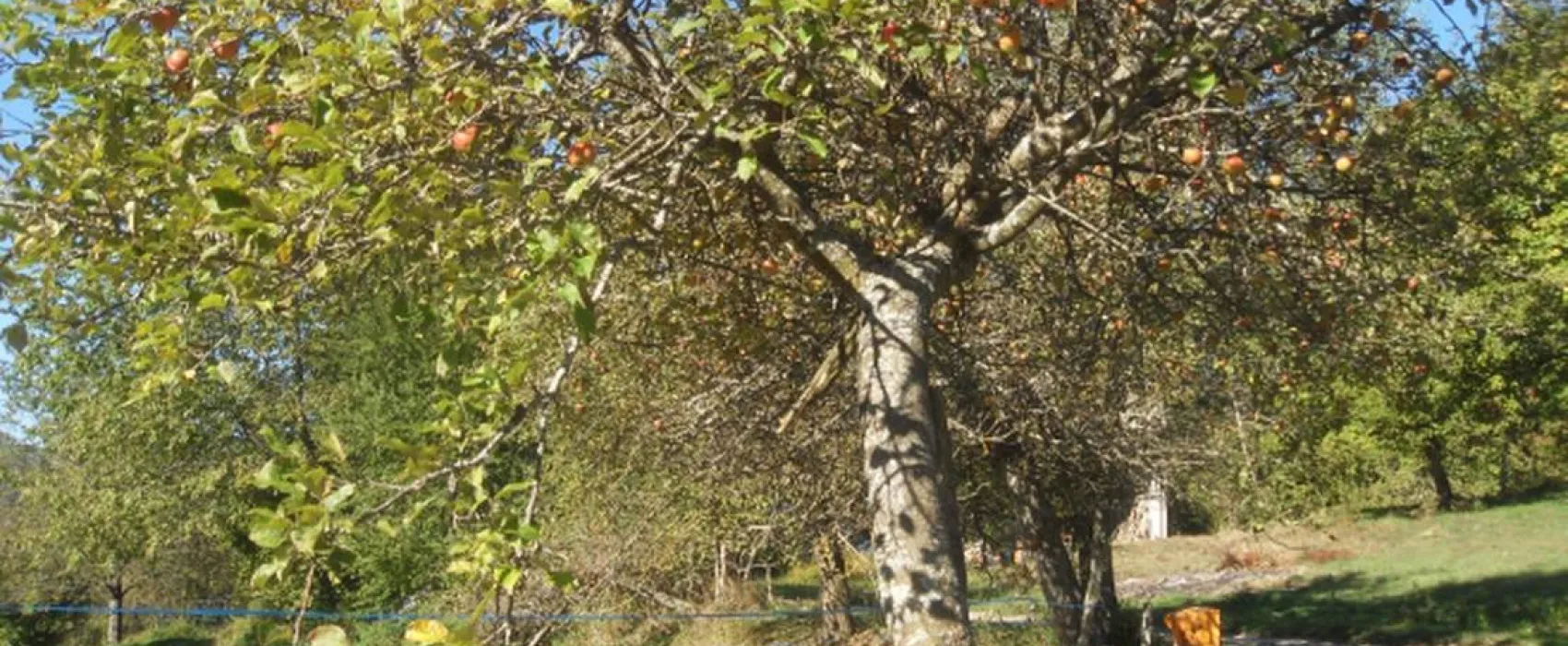 Camping du Bois de la Teppe à Saint Franc