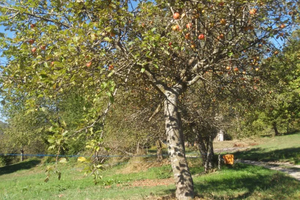 Camping du Bois de la Teppe à Saint Franc