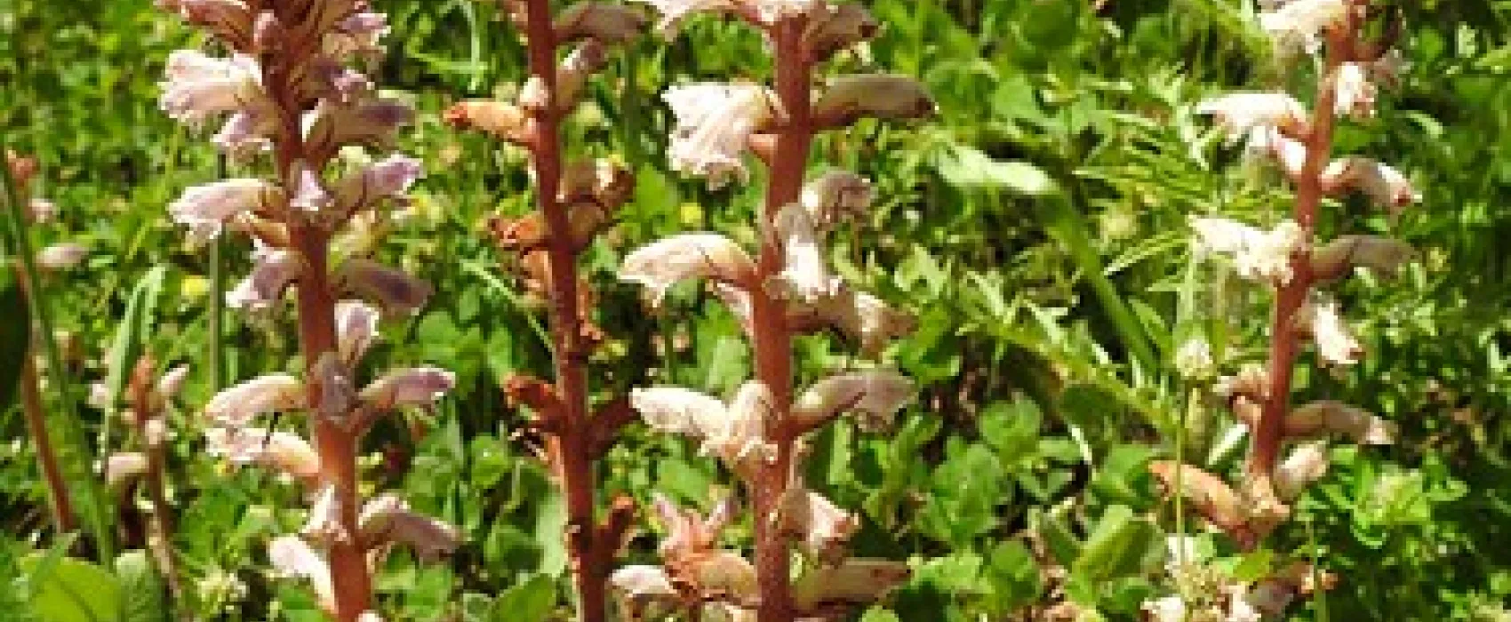 Bummaroo Ford Campground