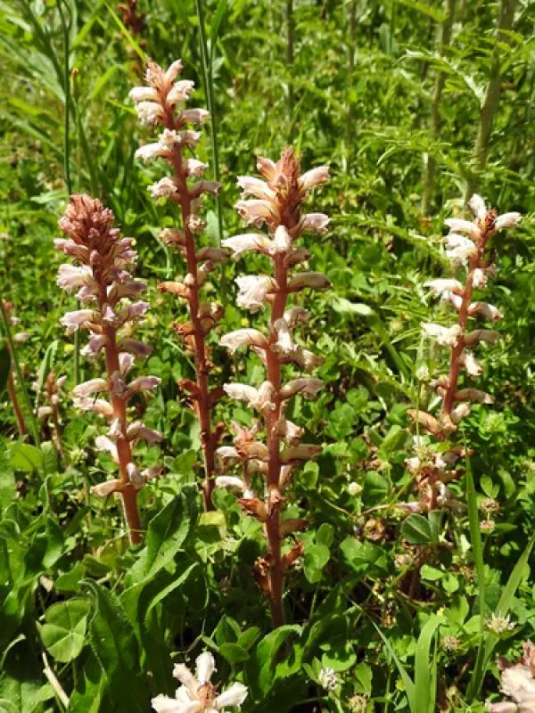 Bummaroo Ford Campground