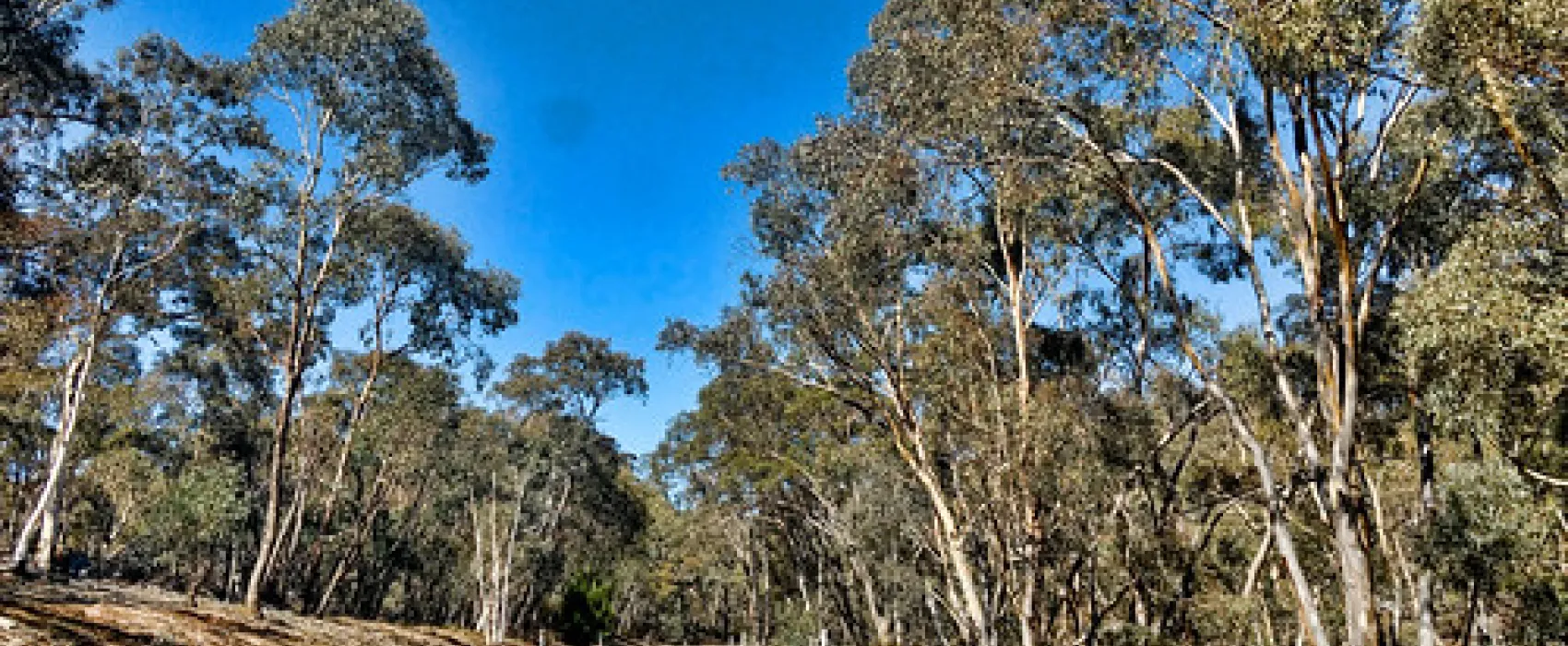 Bummaroo Ford Campground