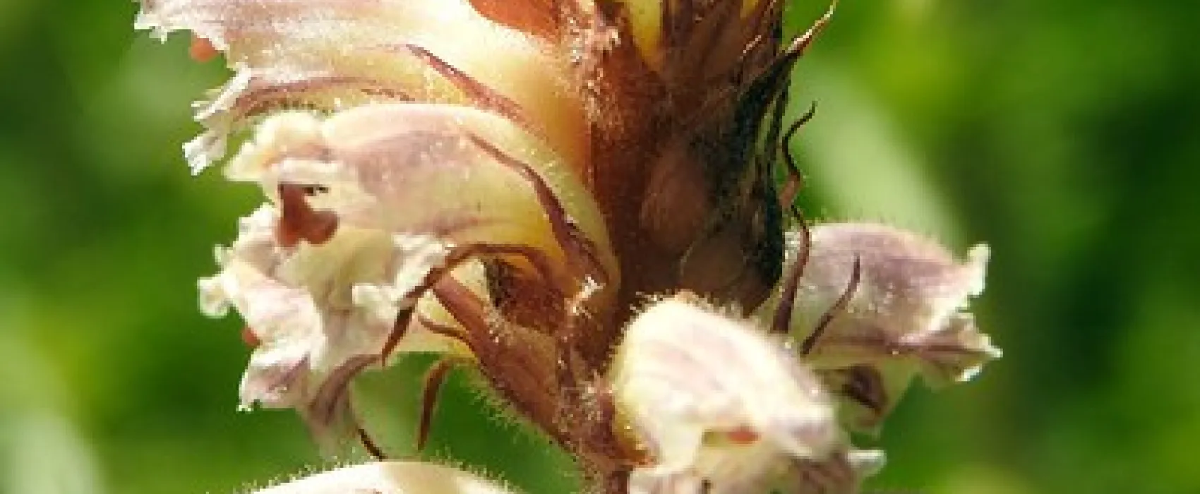 Bummaroo Ford Campground