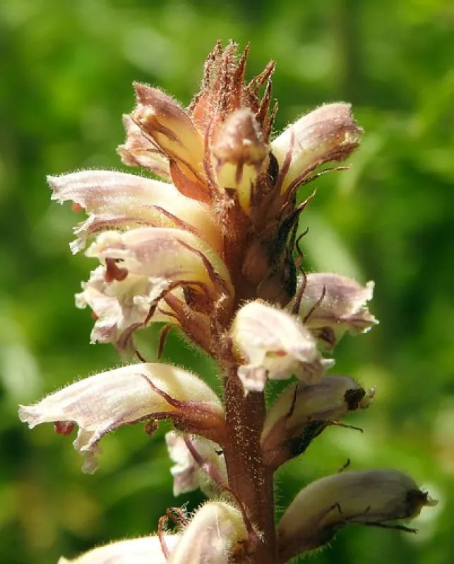 Bummaroo Ford Campground