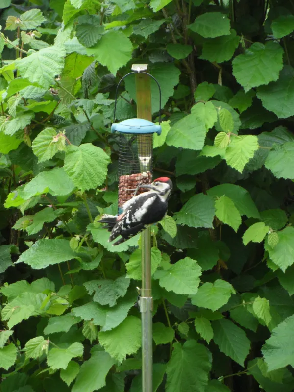 Boerderij Camping Hietkamp