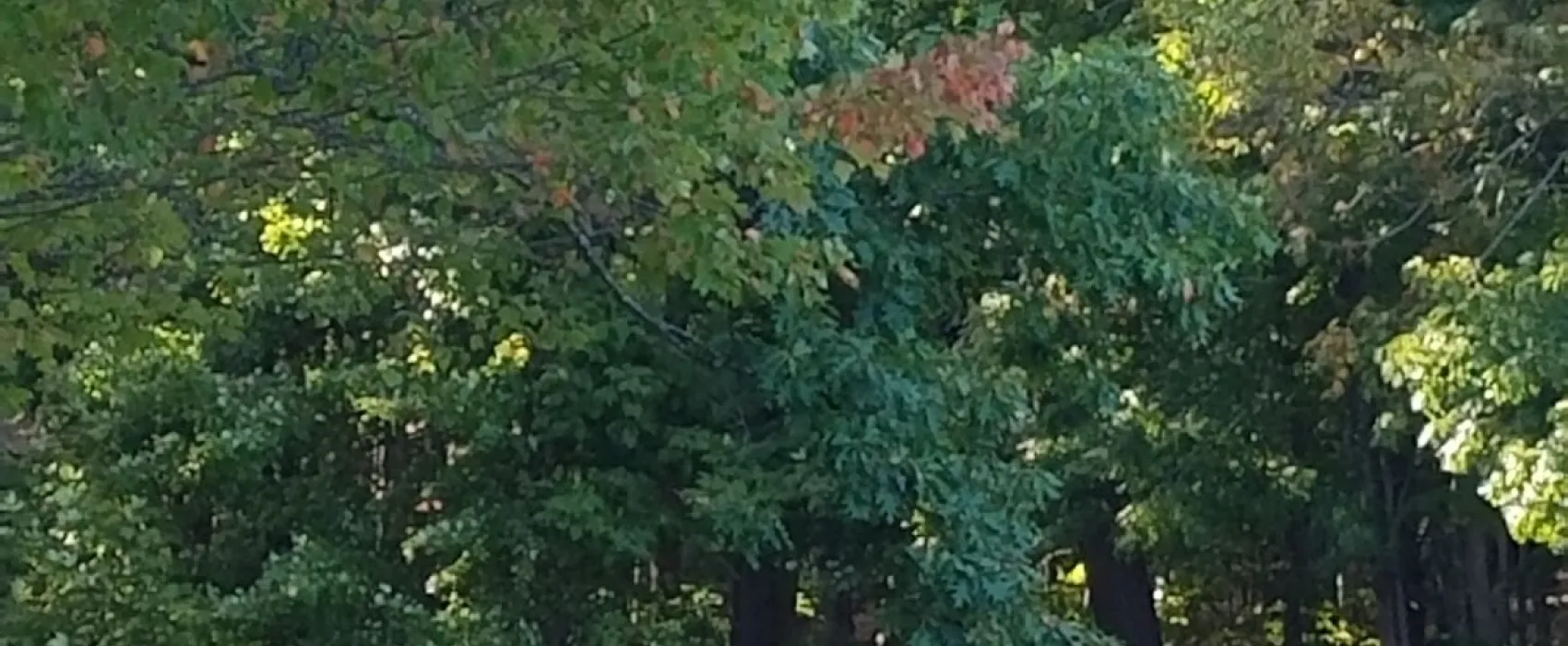 Dixons Coastal Maine Campground