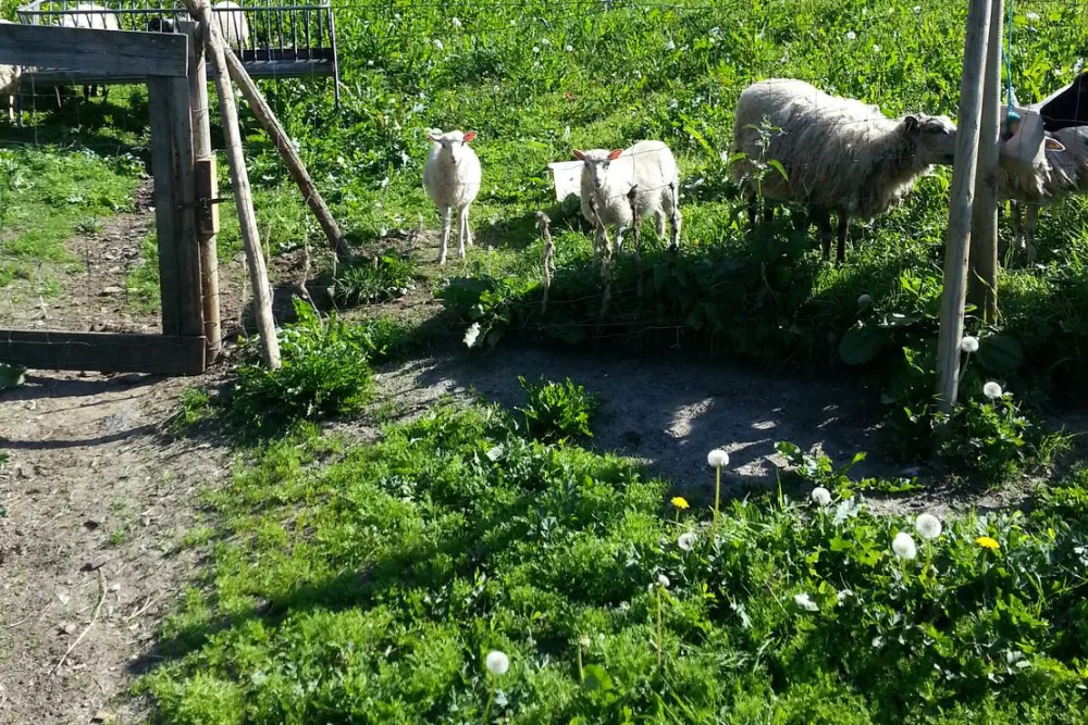 Camping Vassel Gård