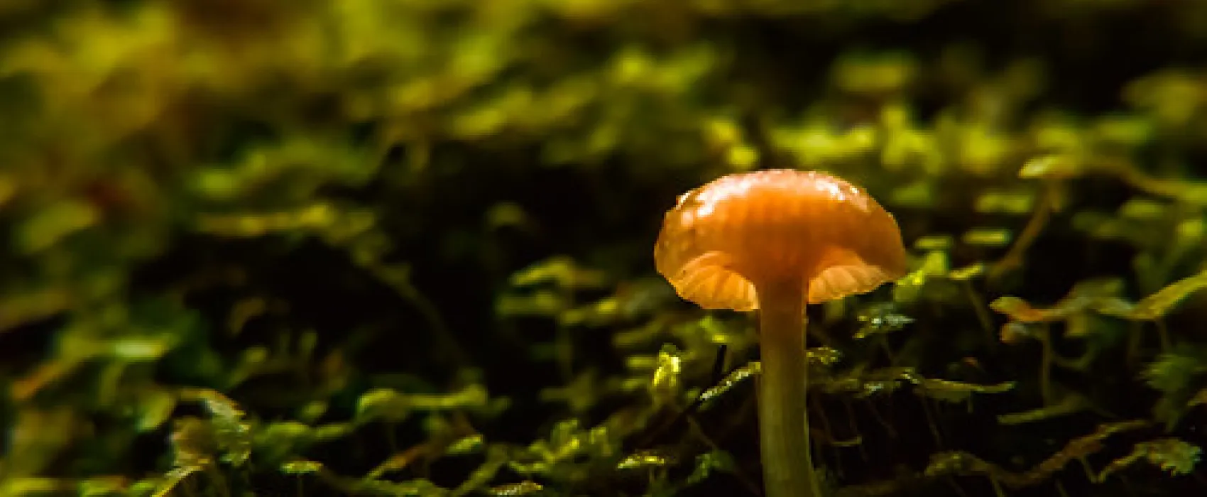 Arve River Picnic Area Campground