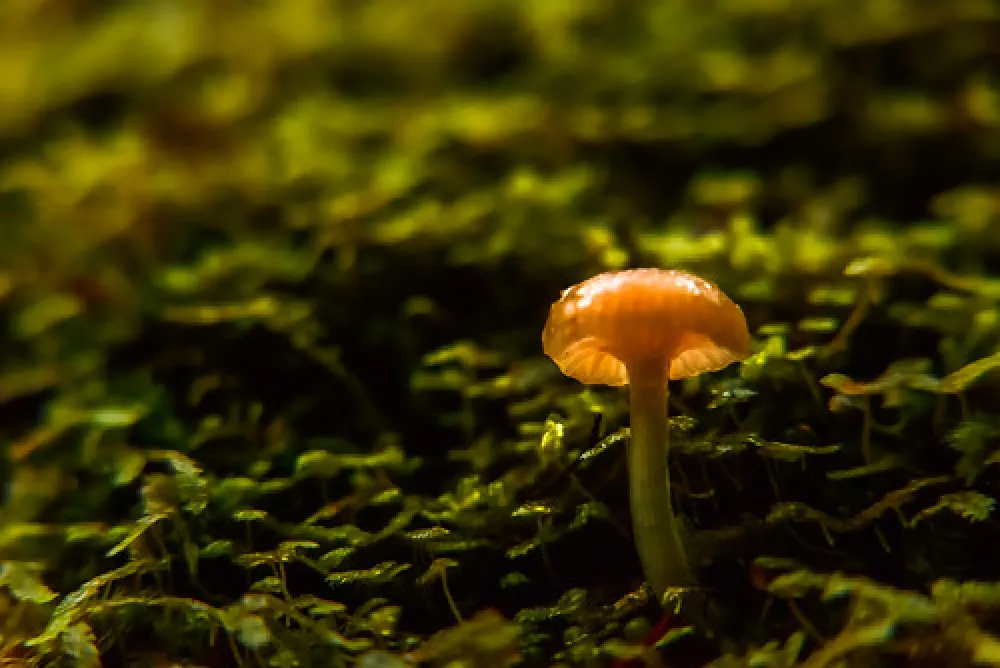 Arve River Picnic Area Campground