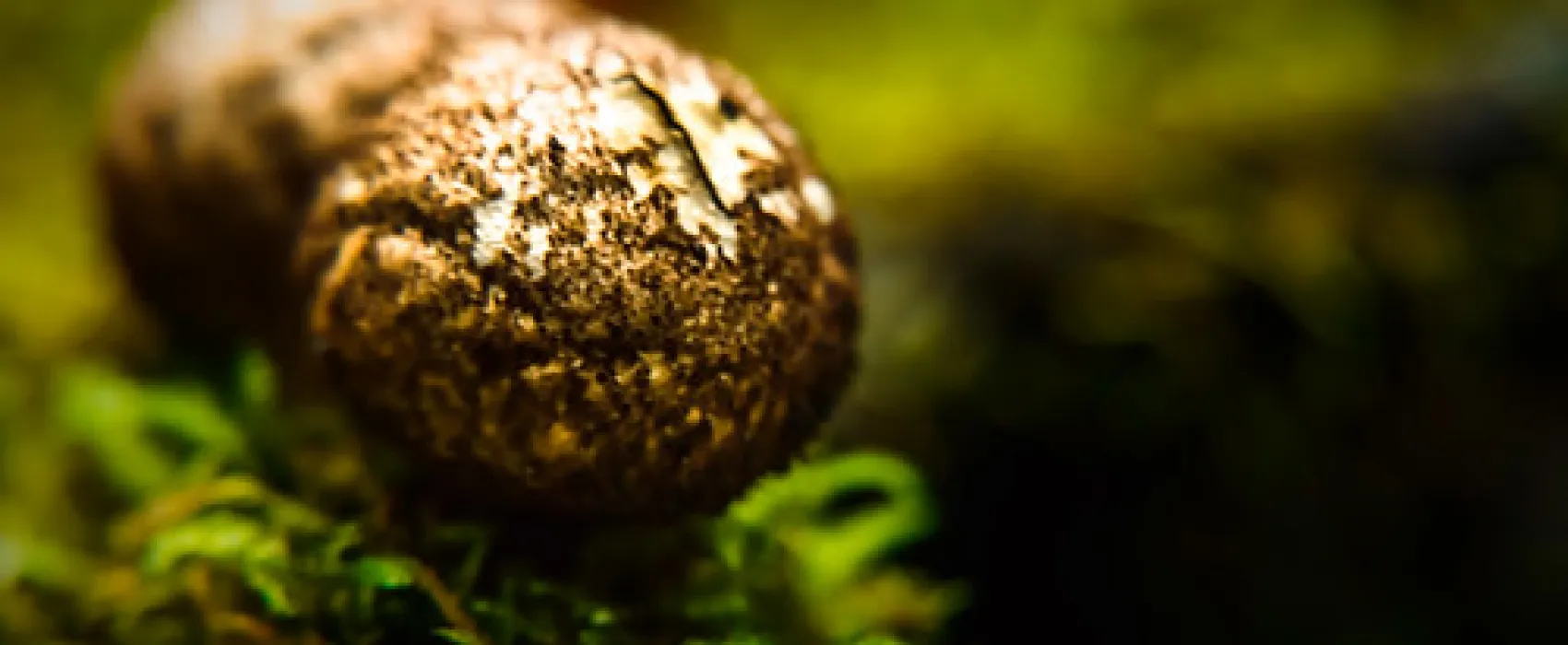 Arve River Picnic Area Campground