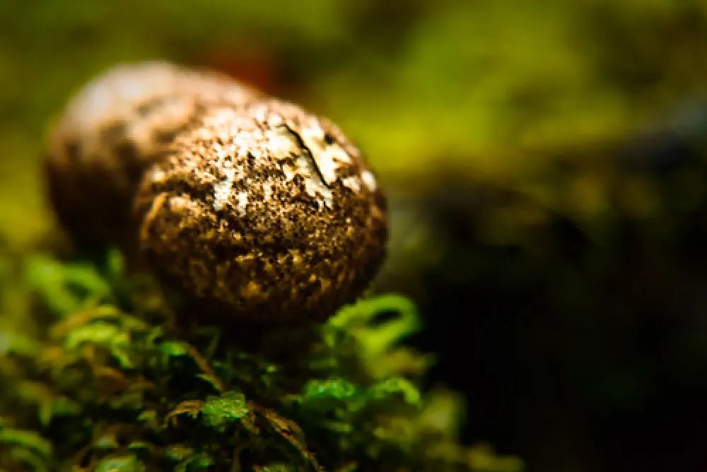 Arve River Picnic Area Campground