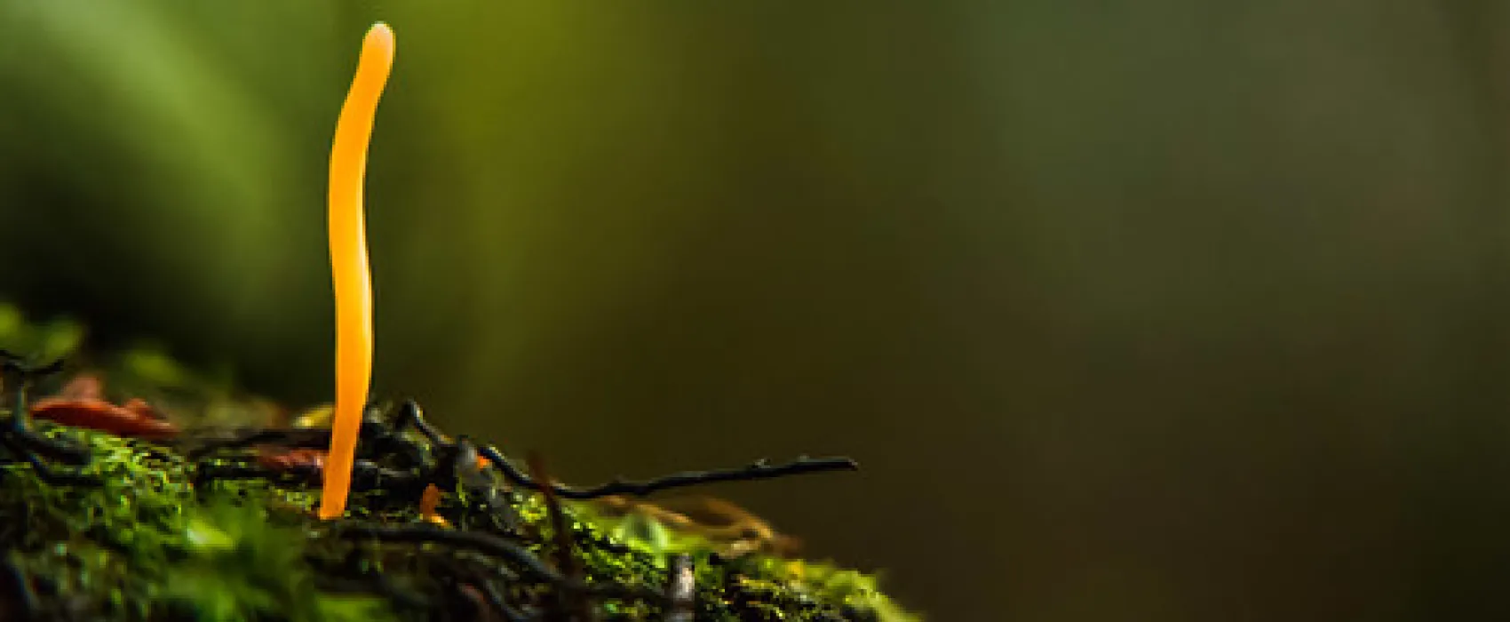 Arve River Picnic Area Campground