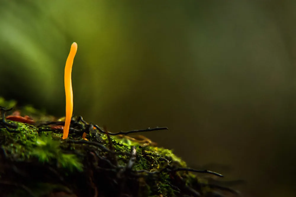 Arve River Picnic Area Campground