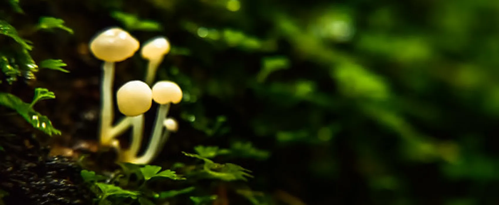 Arve River Picnic Area Campground