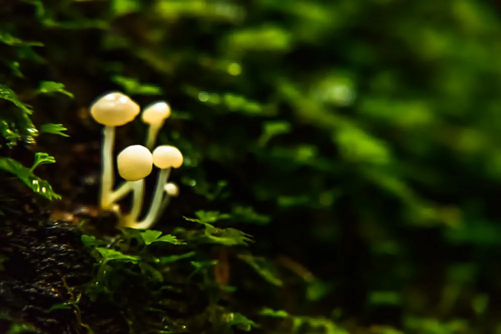 Arve River Picnic Area Campground