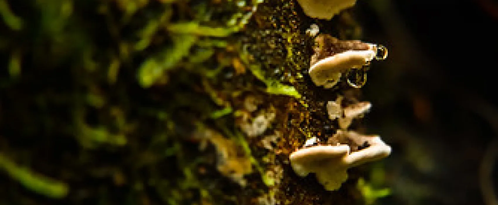 Arve River Picnic Area Campground