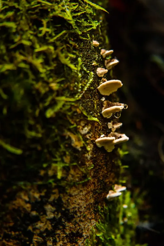 Arve River Picnic Area Campground