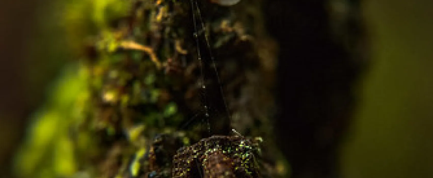 Arve River Picnic Area Campground