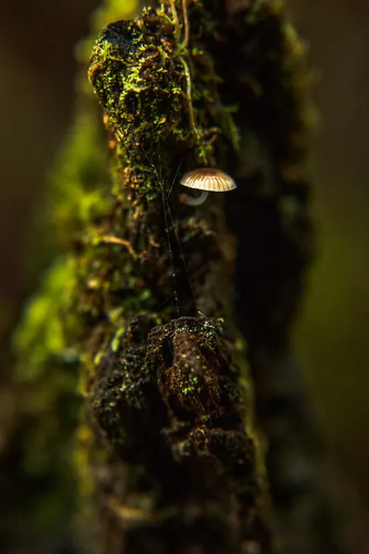 Arve River Picnic Area Campground
