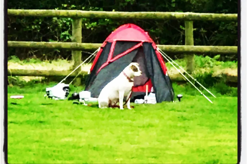 Tregroes Caravan, Camping and Glamping Park