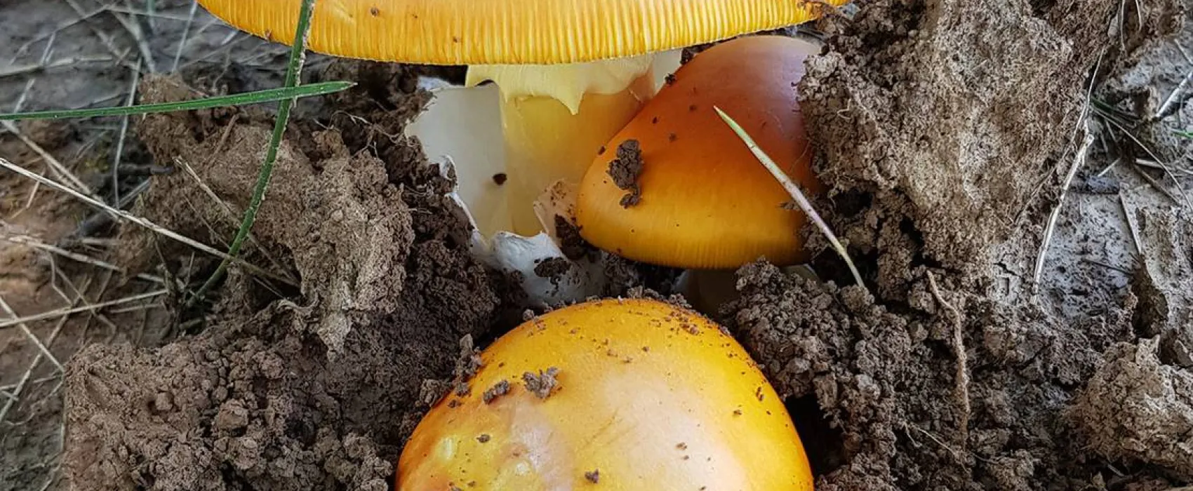 Camping Belgrade Avala