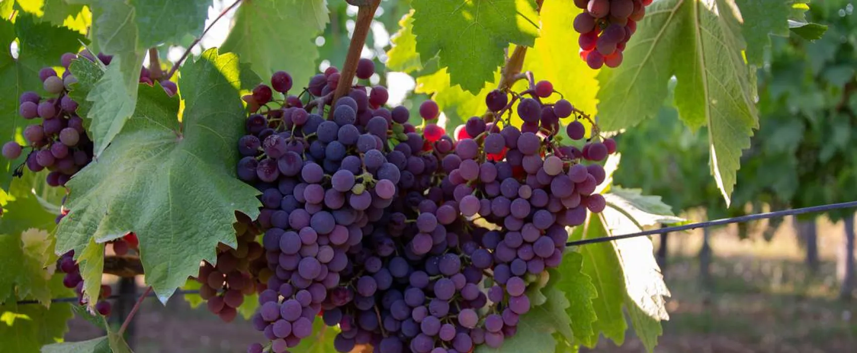 Camping Belgrade Avala