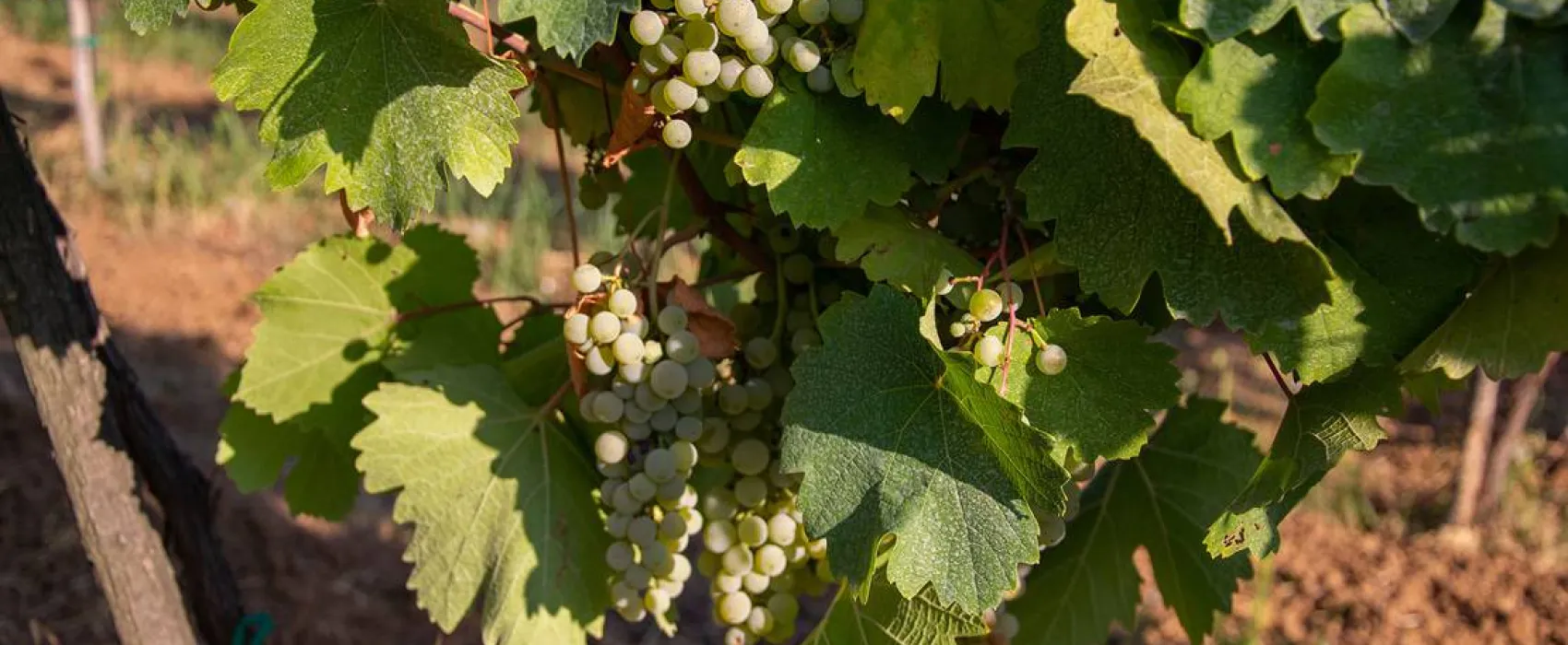 Camping Belgrade Avala