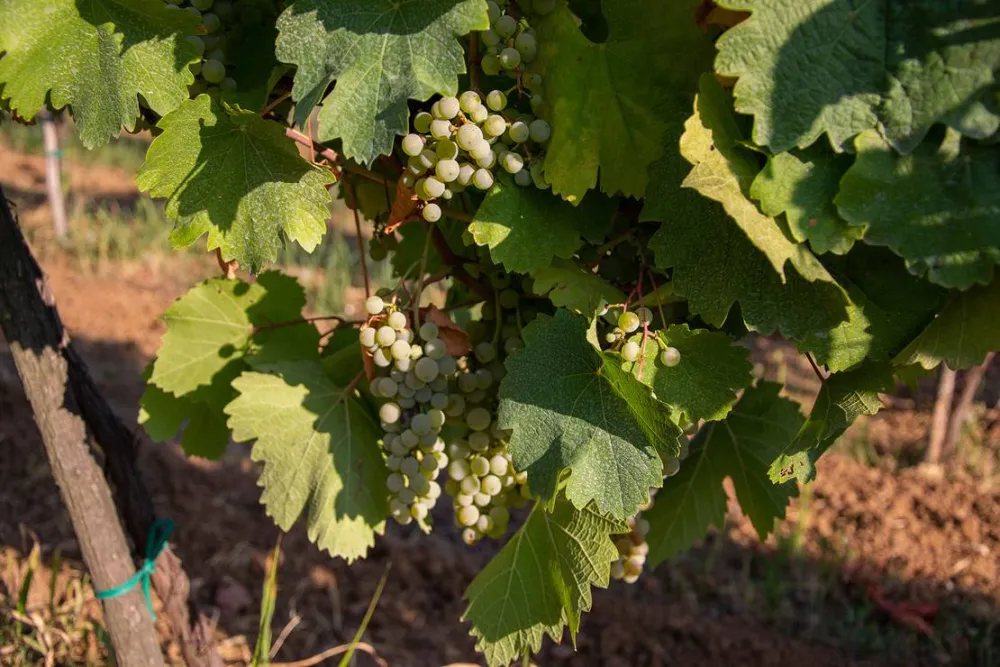 Camping Belgrade Avala