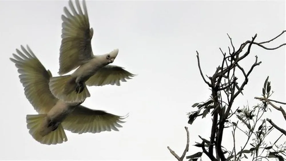 Ponto Falls Reserve Campground