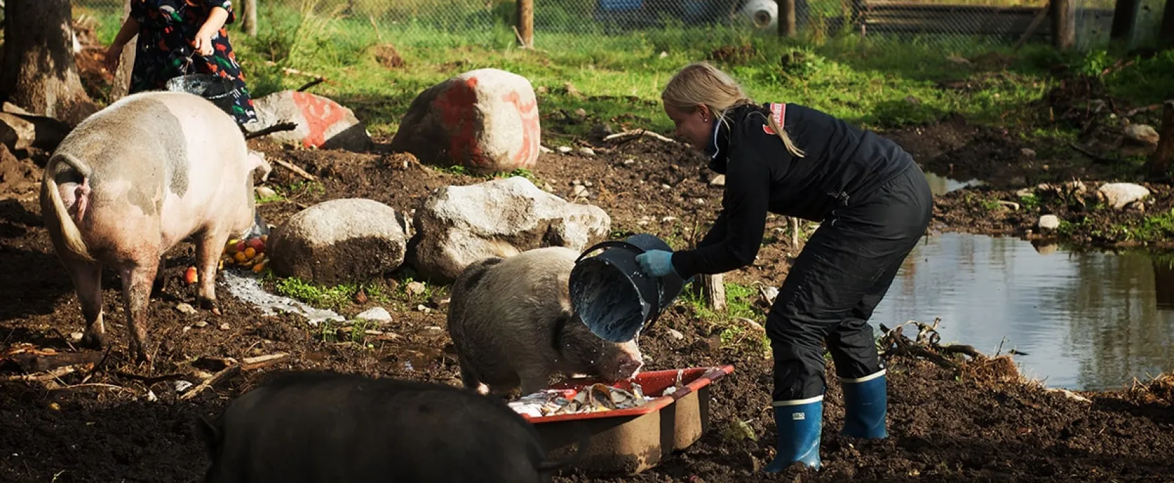 Hakunin hevos- ja kotieläintila