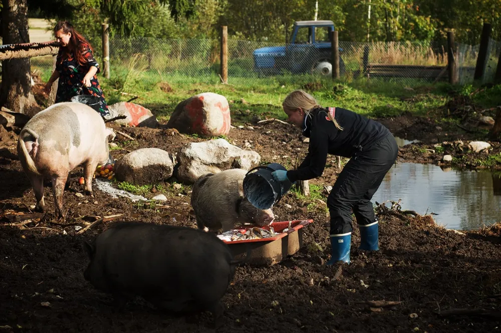 Hakunin hevos- ja kotieläintila
