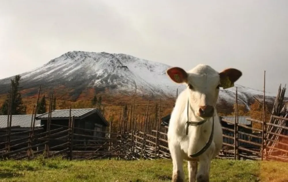 Nyvallens Fäbod, Sonfjällets nationalpark