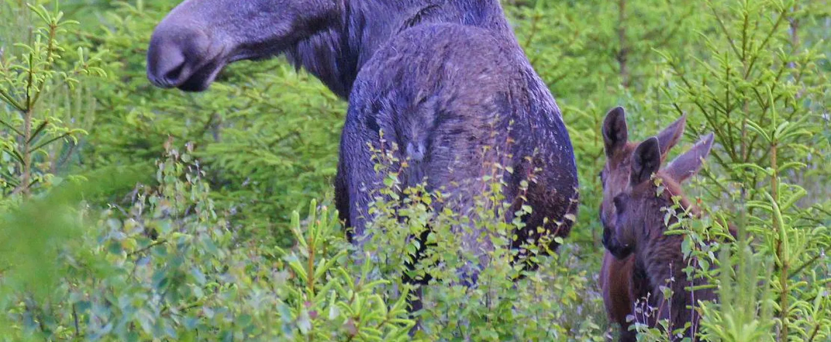 cornelis donkersteeg