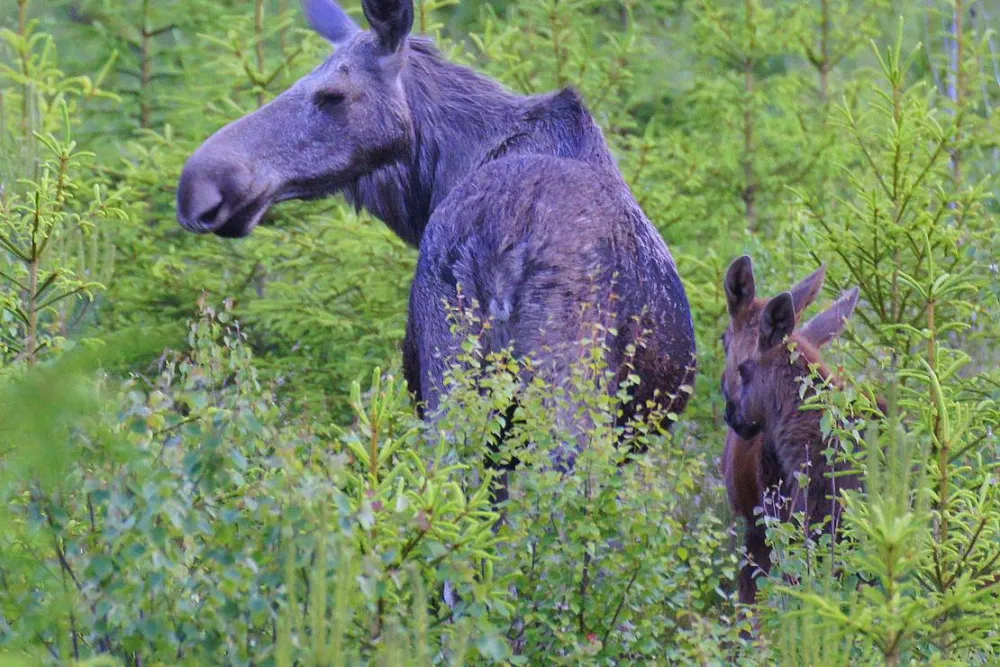 cornelis donkersteeg