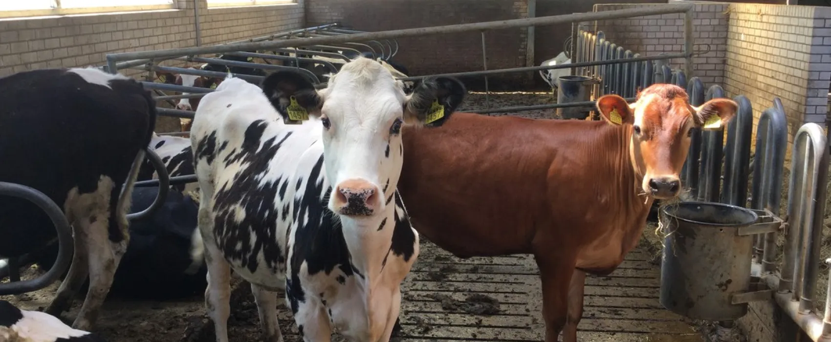 Minicamping Boerewille