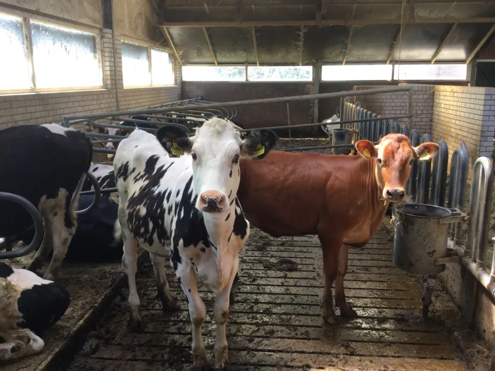 Minicamping Boerewille