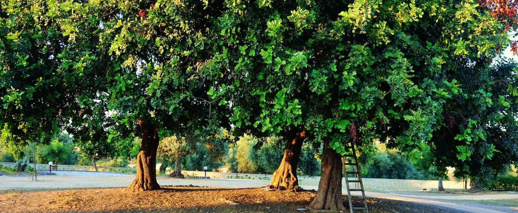 Agri Camping Terra del sole