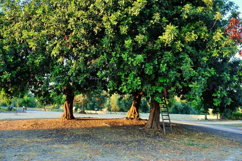 Agri Camping Terra del sole