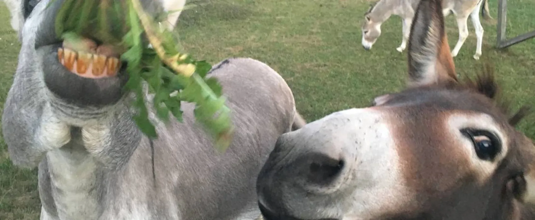 Camping- und Ferienpark Orsingen