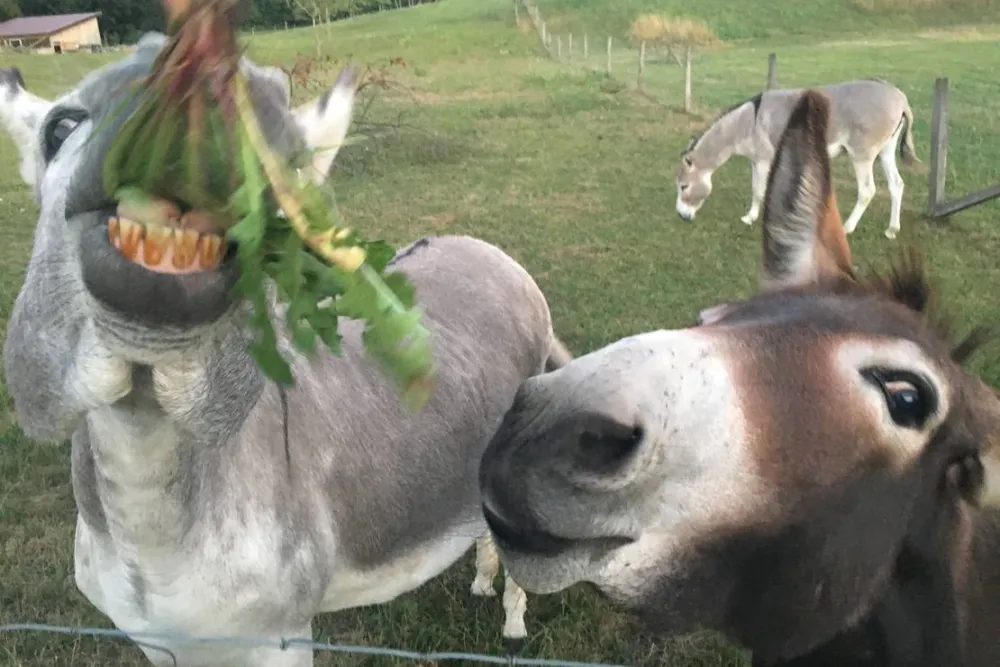 Camping- und Ferienpark Orsingen