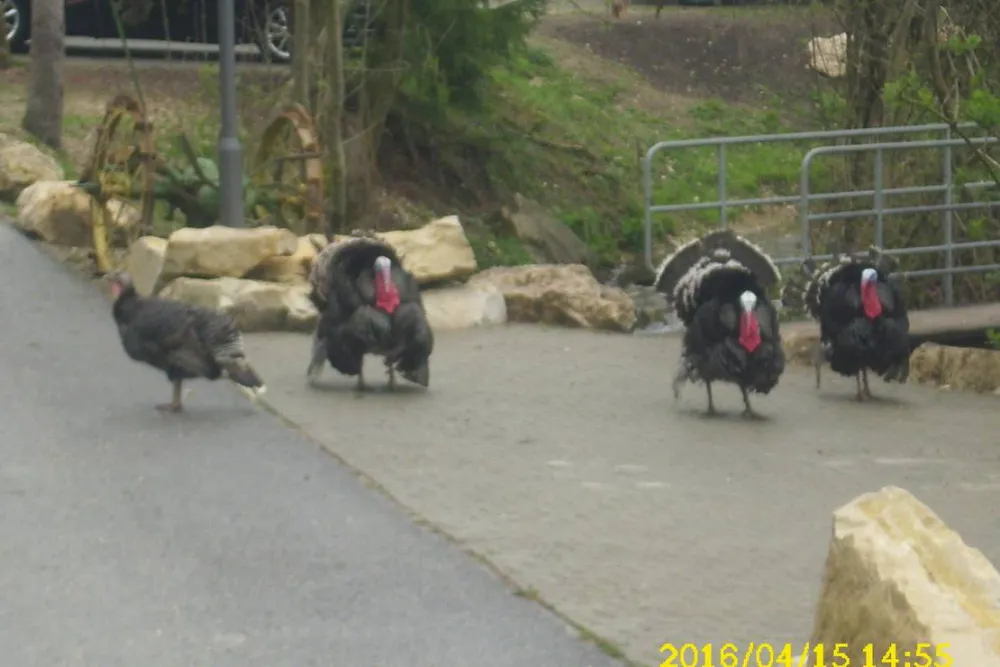 Camping- und Ferienpark Orsingen