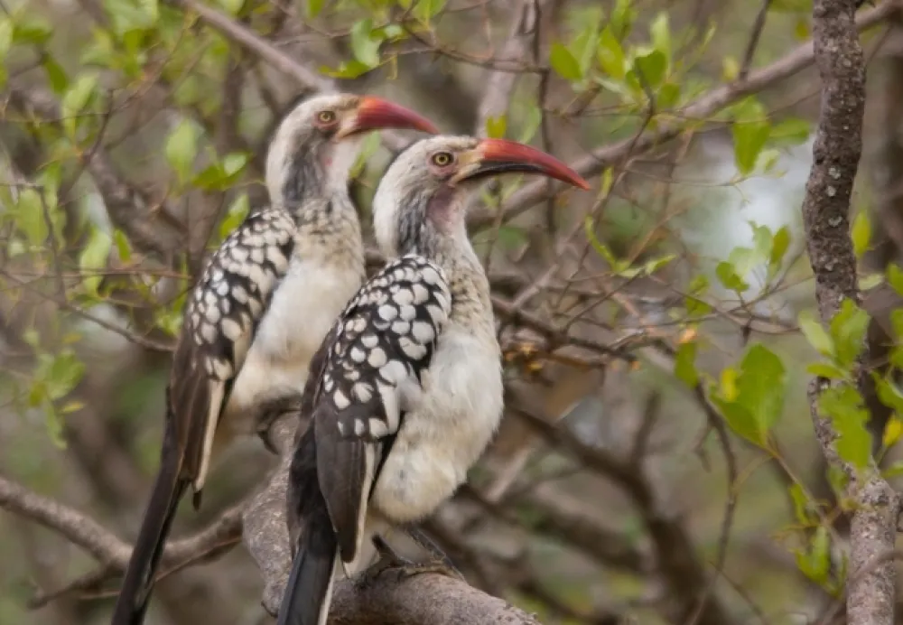 Thabaledi Game Lodge