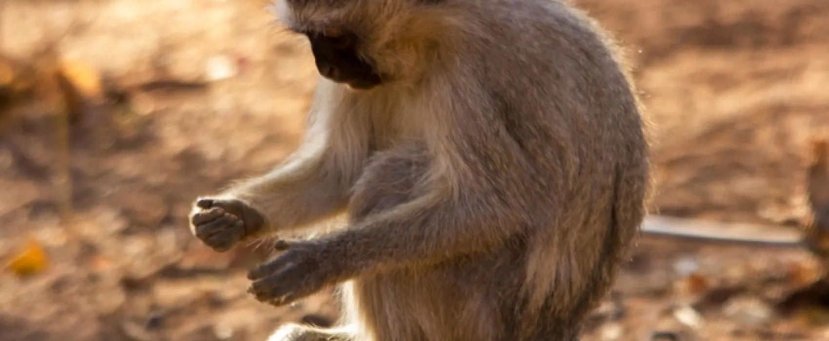 Thabaledi Game Lodge