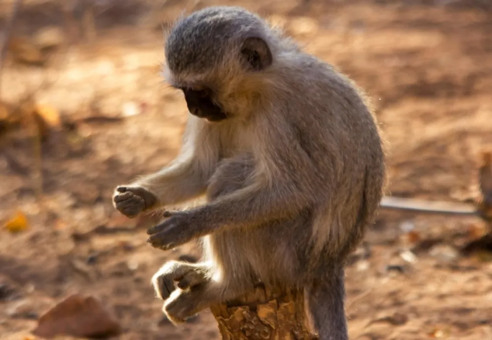 Thabaledi Game Lodge