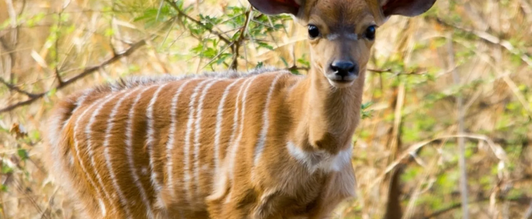 Thabaledi Game Lodge