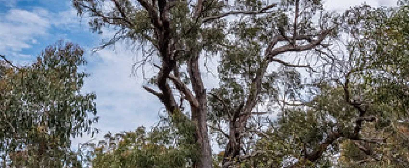 Fridays Campsite Steiglitz Campground