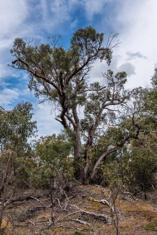 Fridays Campsite Steiglitz Campground