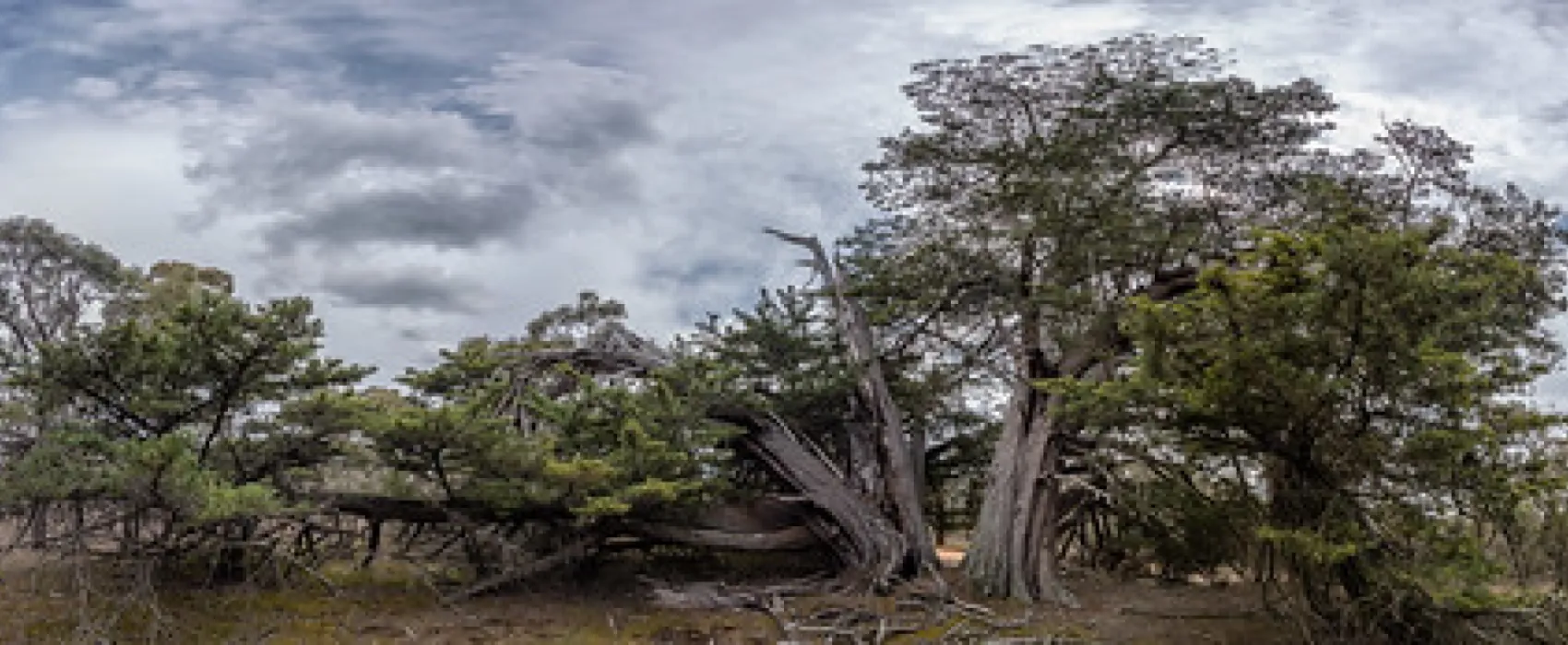 Fridays Campsite Steiglitz Campground
