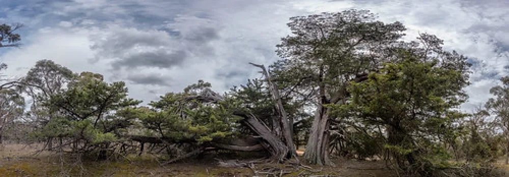 Fridays Campsite Steiglitz Campground