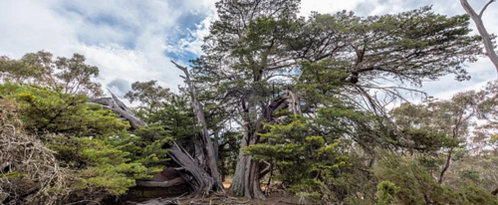 Fridays Campsite Steiglitz Campground