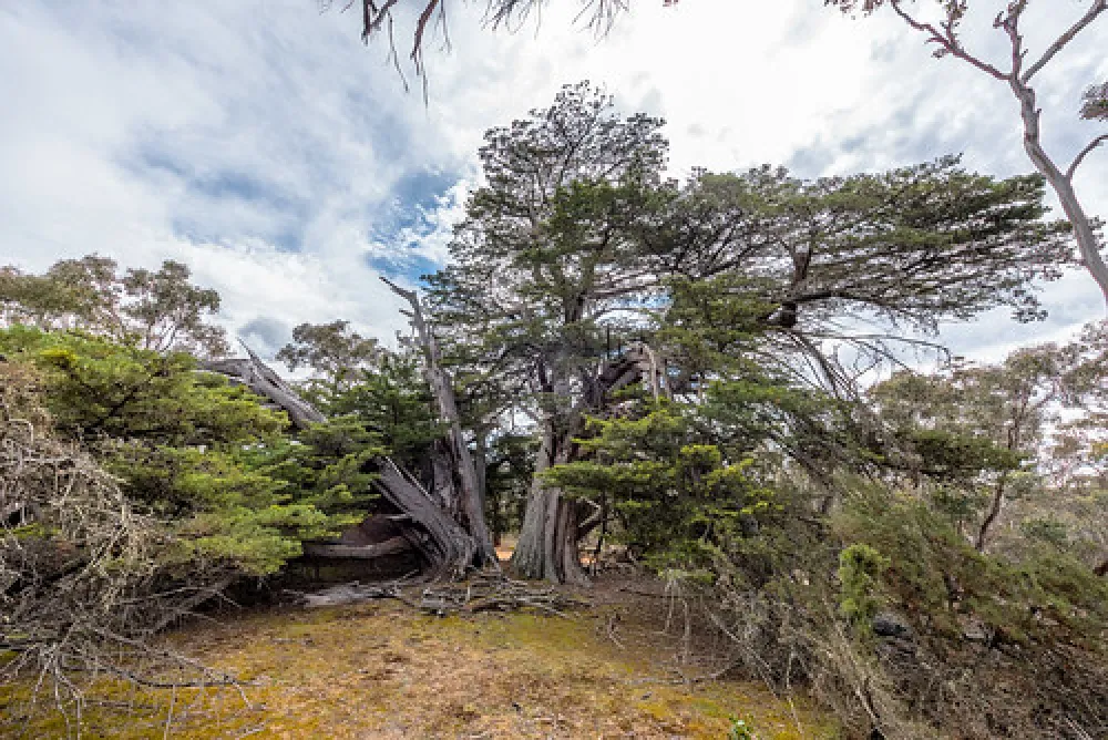 Fridays Campsite Steiglitz Campground